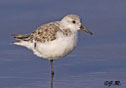 Calidris alba